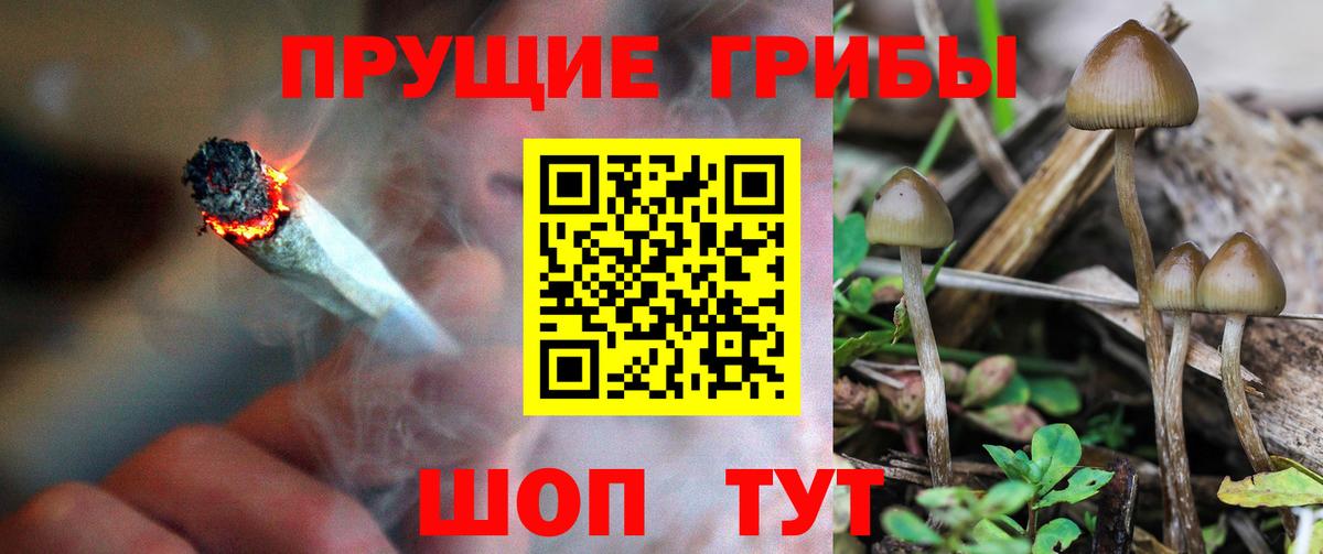Псилоцибиновые грибы мицелий Саранск